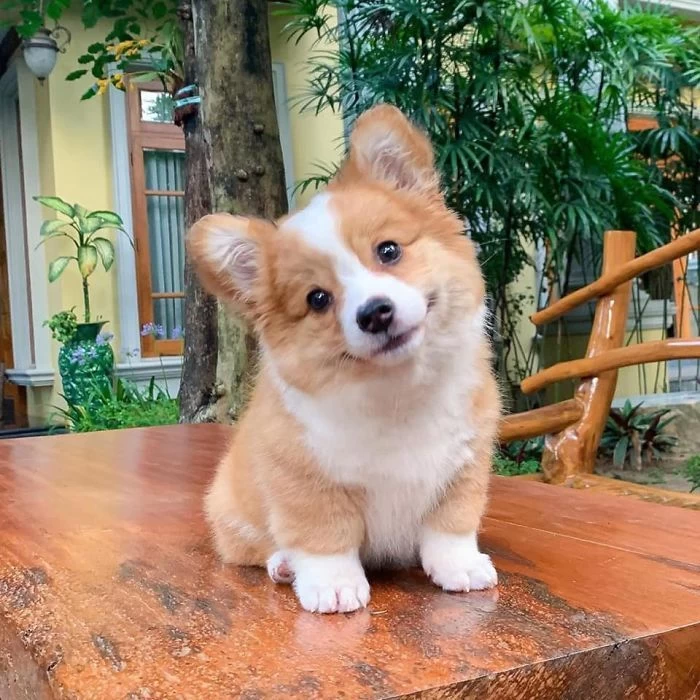 anjing
