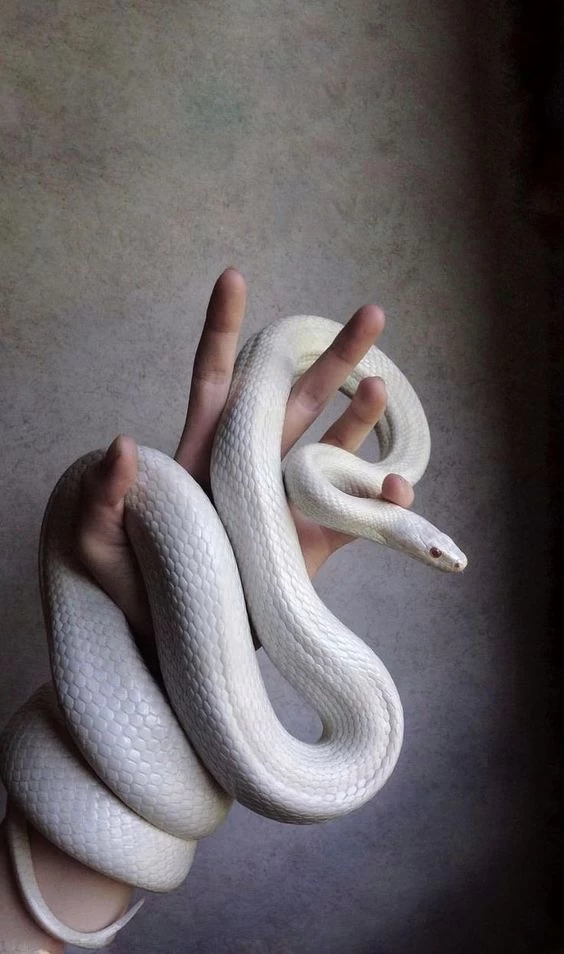 ular