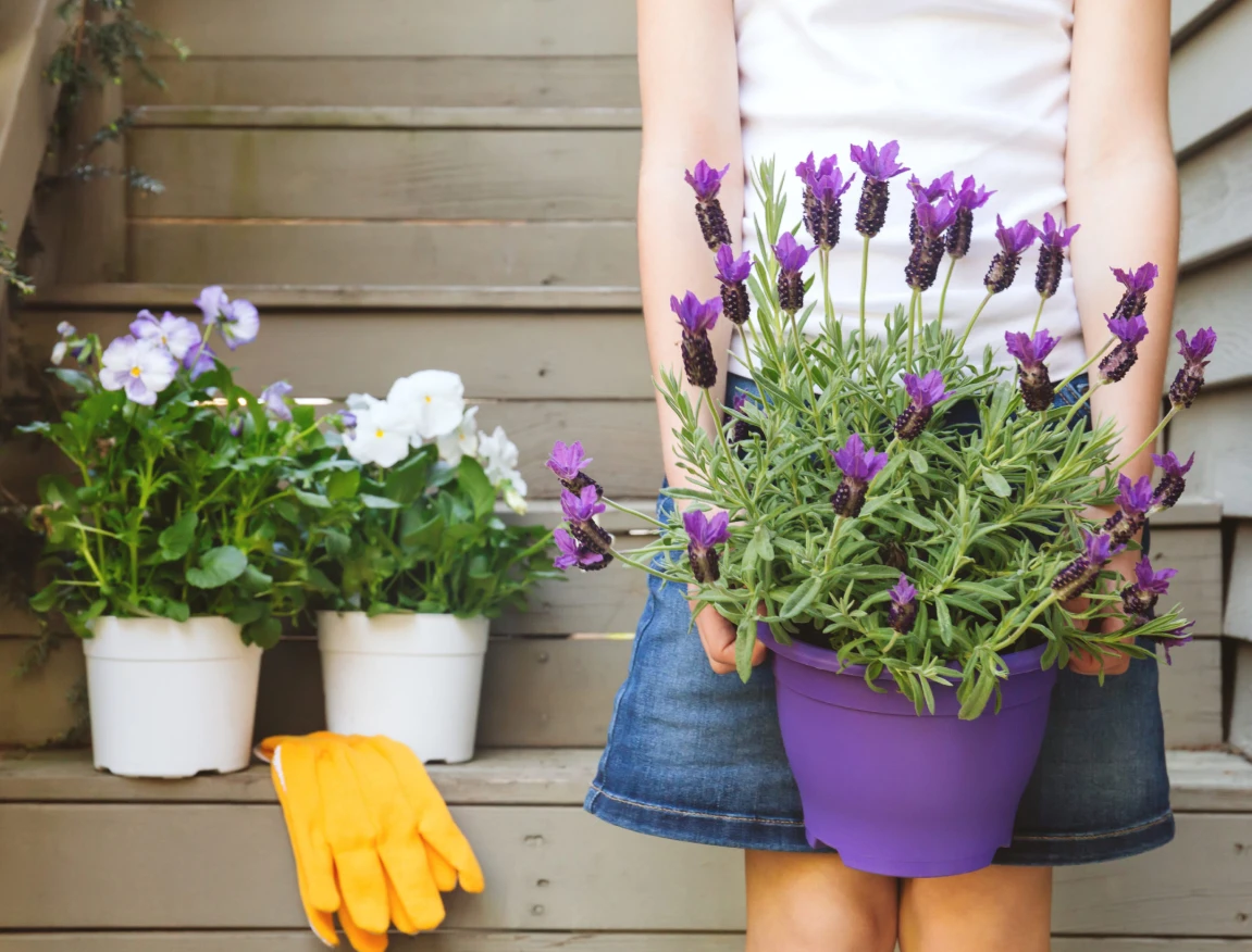 ilustrasi lavender